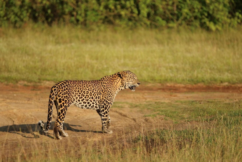 Picture 8 for Activity From Colombo: 8-Day Private Tour of Sri Lanka with Transport