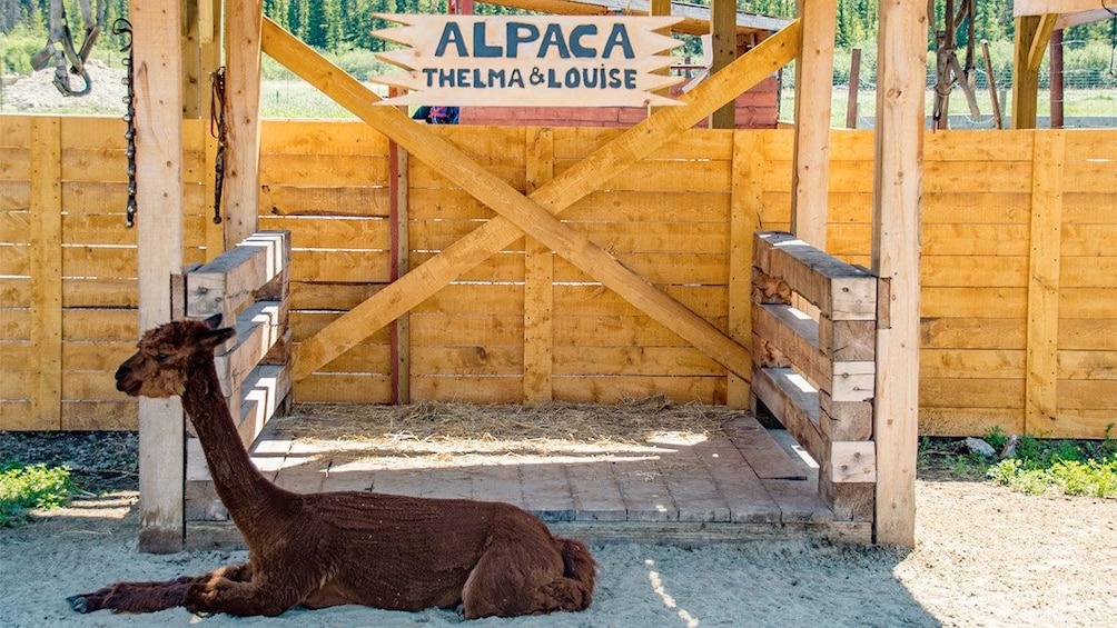 Alpaca on the Yukon tour 