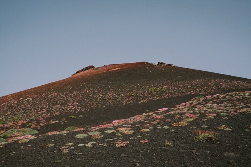 Private and Guided Tour on Etna with Wine Tasting included