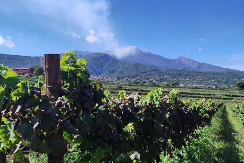 Private and Guided Tour on Etna with Wine Tasting included