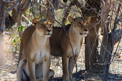 7 Day Moremi Okavango Delight