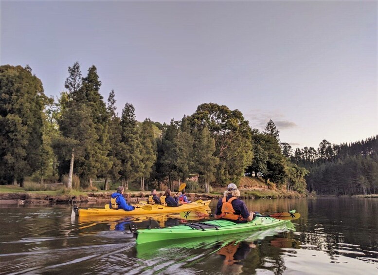 Picture 6 for Activity Tauranga: Evening Glowworm Kayak Tour