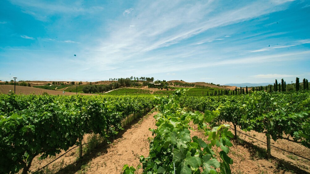 Picture 11 for Activity Temecula: Guided Sidecar Wine Tasting Tour