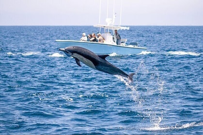 Dolphin Safari and Marine Life Adventure