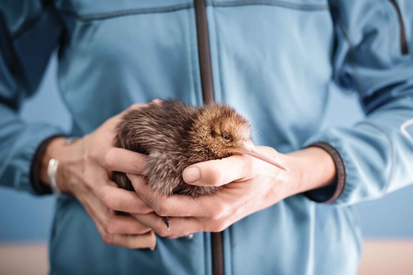 Picture 5 for Activity Rotorua: The National Kiwi Hatchery Tour