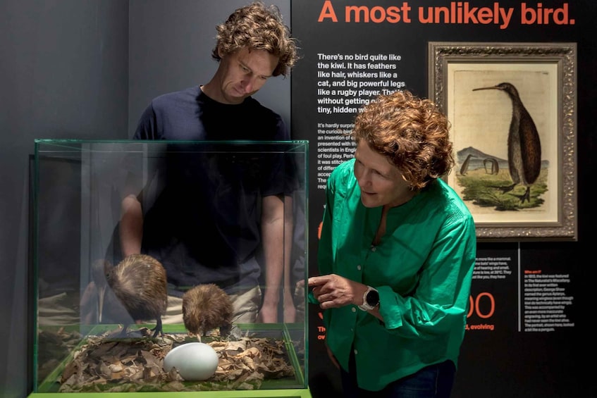 Picture 8 for Activity Rotorua: The National Kiwi Hatchery Tour