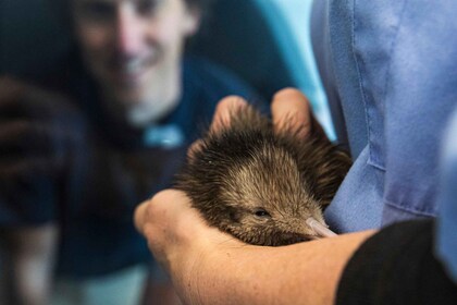Rotorua: The National Kiwi Hatchery Kiwi Encounter Tour