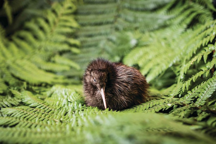 The National Kiwi Hatchery Experience: Rotorua