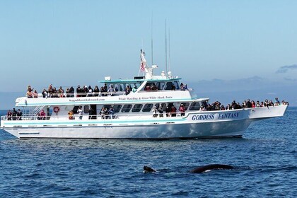 Monterey Bay Whale Watching