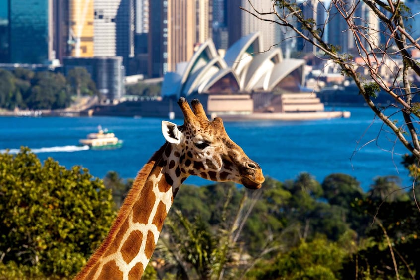 Picture 15 for Activity Sydney: Taronga Zoo & 1 or 2-Day Sydney Harbour Hopper Pass