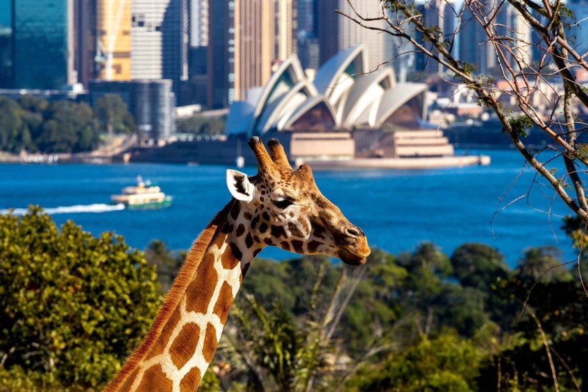 Picture 15 for Activity Sydney: Taronga Zoo & 24 or 48hr Sydney Harbour Hopper Pass