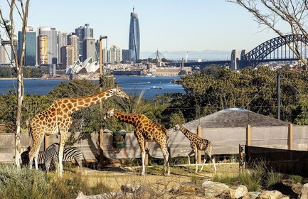 Sydney: Tarongan eläintarha ja 24 tai 48 tunnin Sydney Harbour Hopper Pass