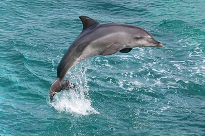 Desde la Ciudad de Side: Excursión en barco para avistar delfines con almue...