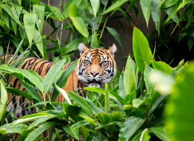 悉尼：塔龍加動物園門票及往返渡輪