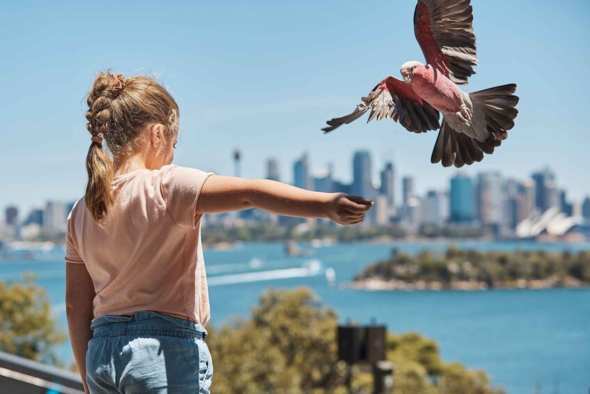 Picture 9 for Activity Sydney: Taronga Zoo Ticket with Return Ferry