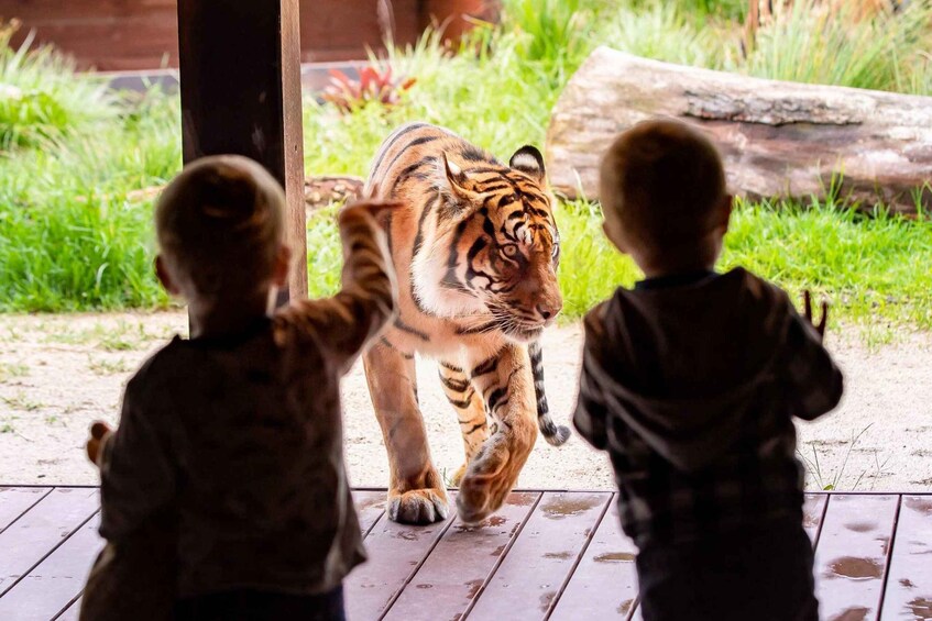 Picture 3 for Activity Sydney: Taronga Zoo Ticket with Return Ferry