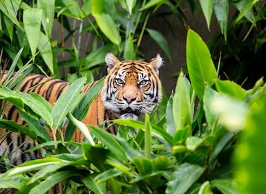 Sydney: Taronga Zoo-billett med returferge