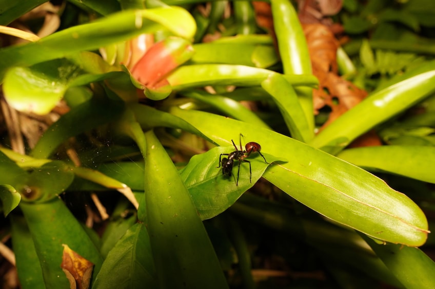 Penang Habitat