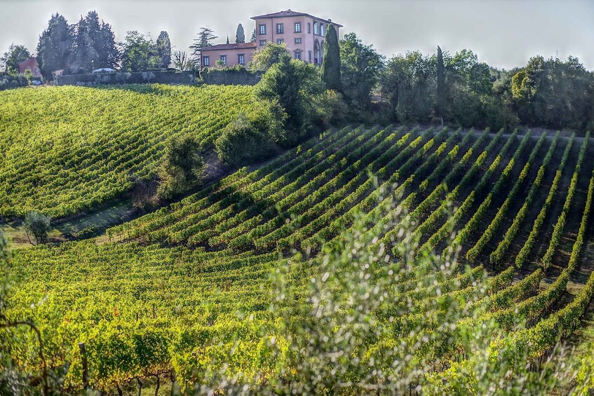 From Florence: PRIVATE Wine Experience in Chianti Classico