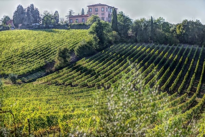 Au départ de Florence : Expérience viticole PRIVÉE dans le Chianti Classico