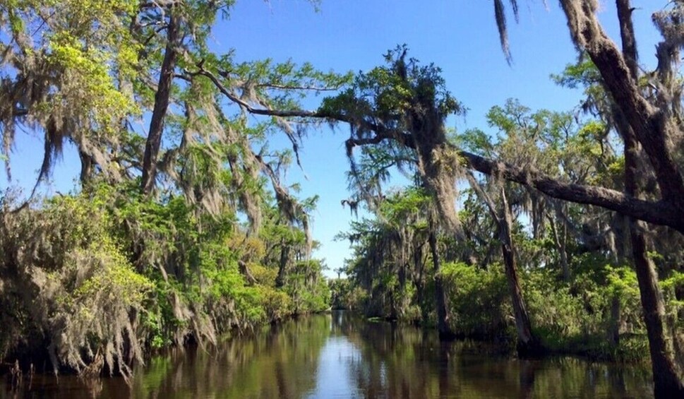 Afternoon Customizable Plantation & Swamp Tour