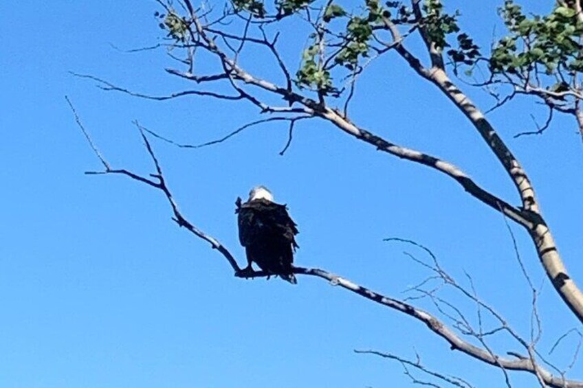 Eagle Perched, Hunting for Supper