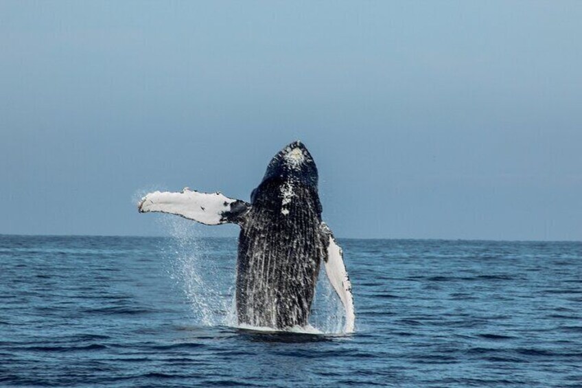 Mega Yacht Whale Watching Sunset Tour [All-Inclusive]