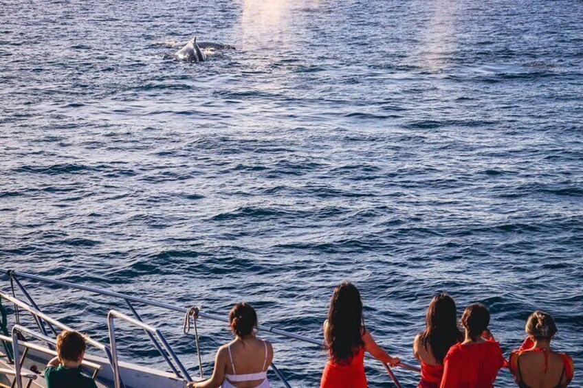 Whales joining the sunset party.