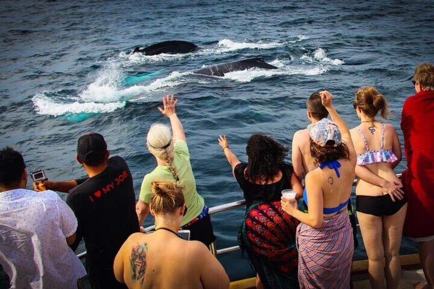 An encounter with humpback whales is experience you will never forget.