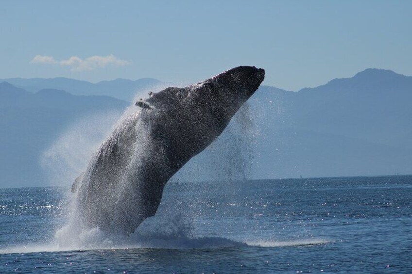 Mega Yacht Whale Watching Sunset Tour [All-Inclusive]