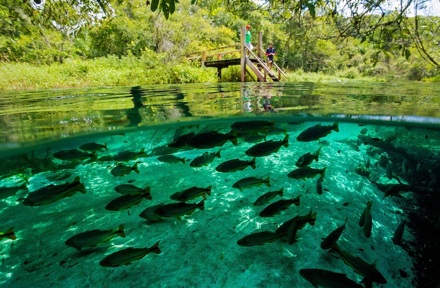 Floating at Sucuri River