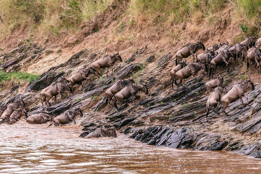 Picture 15 for Activity From Nairobi: 7-day Masai Mara, Nakuru, and Amboseli Safari