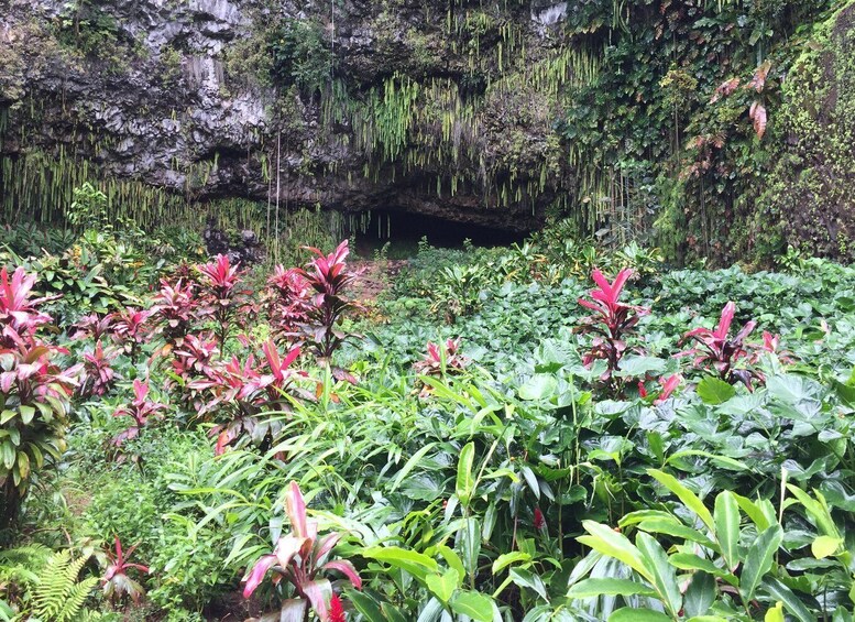 Picture 2 for Activity Kauai: Full-Day Tour with Fern Grotto River Cruise