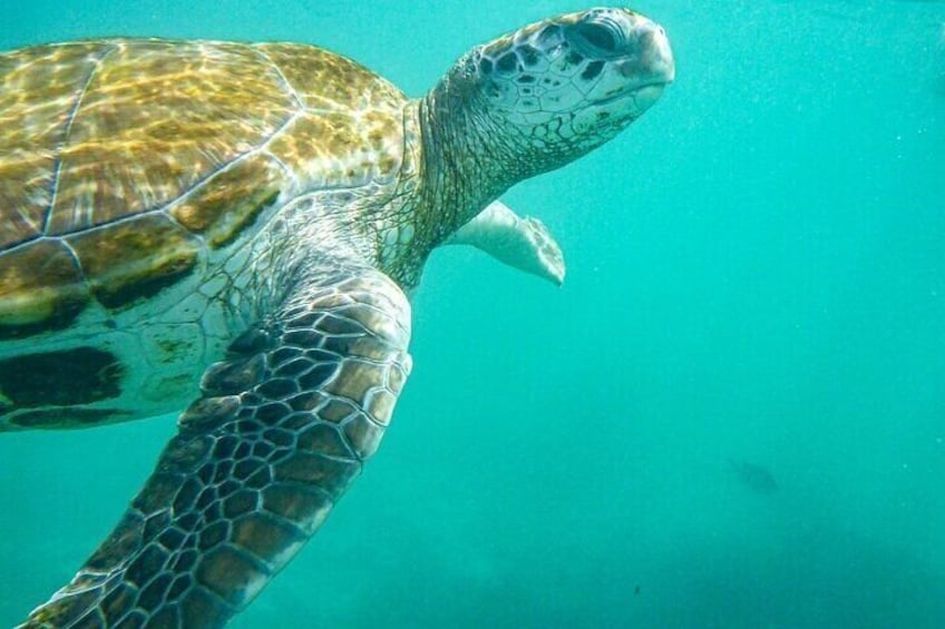 Snorkeling with Giant Turtles