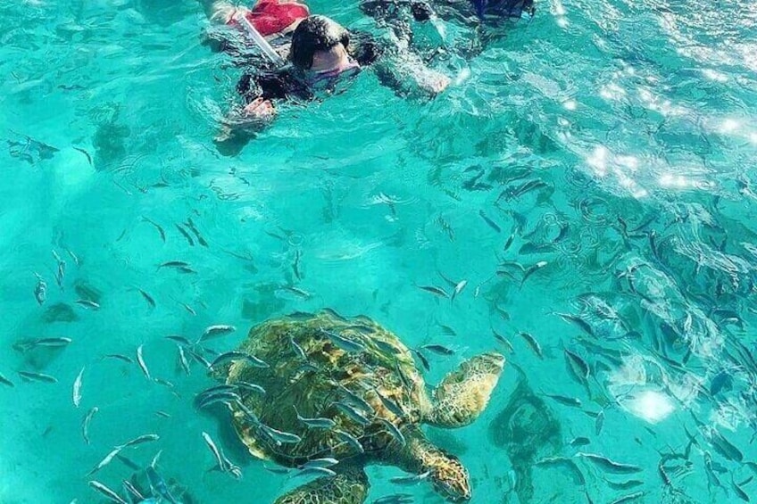 Snorkeling with Giant Turtles