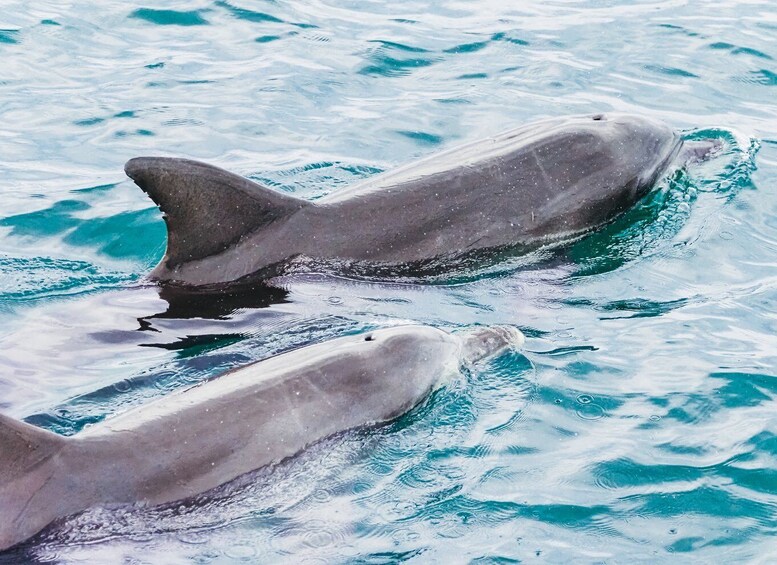 Picture 1 for Activity Port Stephens: Dolphin Watching Cruise