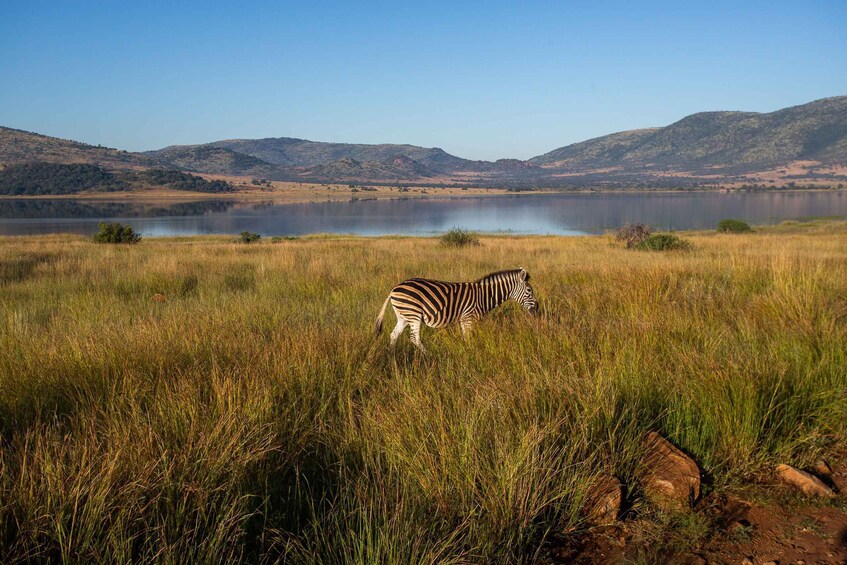 Picture 8 for Activity Pilanesberg: 2 Day 3-Star Pilanesberg Safari