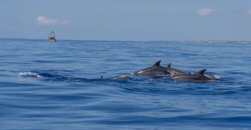 Vanuit Can Picafort: Dolfijnen kijken en Grottentocht