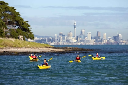 Auckland: tour de medio día en kayak por el mar a la isla de Motukorea