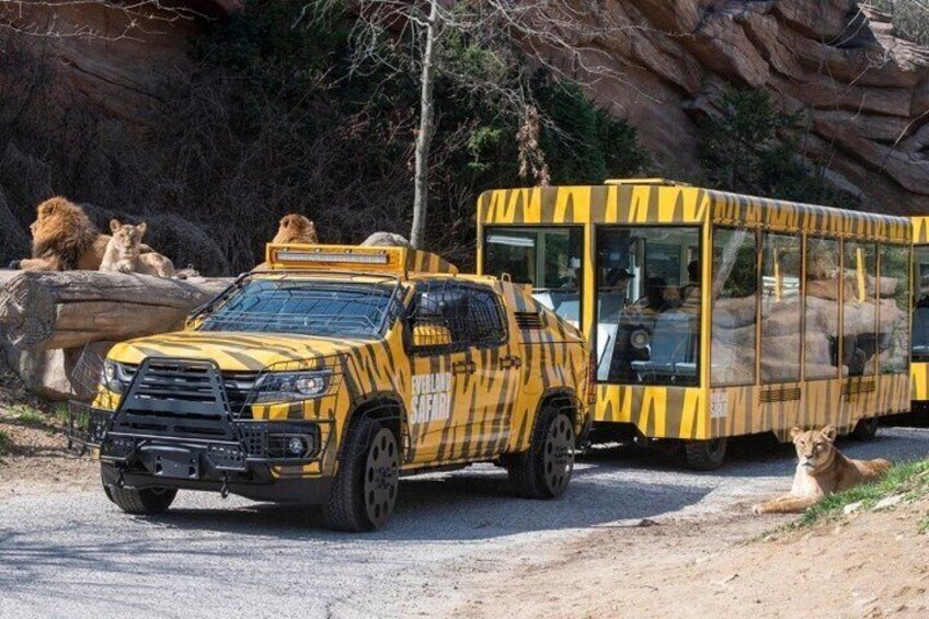 Safari in Everland