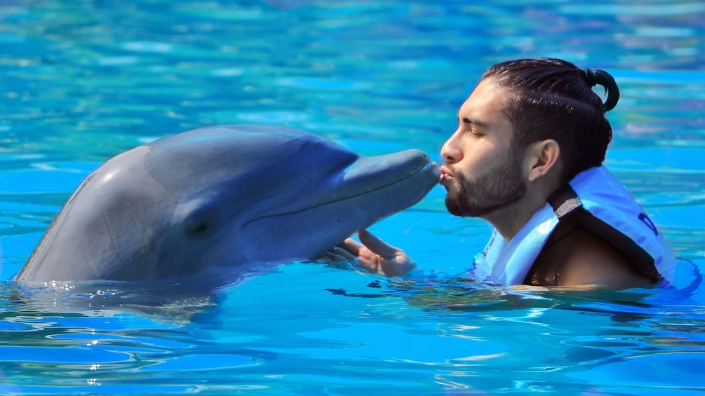 Dolphin Swim Adventure in Punta Cana