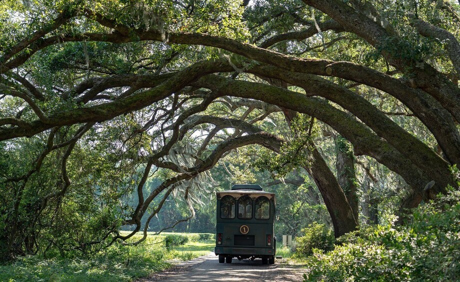 Picture 1 for Activity Charleston: Wadmalaw Island Wine Tasting and Tea Garden Trip