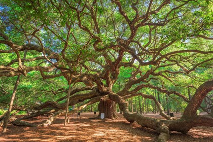 Charleston: Wadmalaw Island Weinverkostung und Teegartenausflug