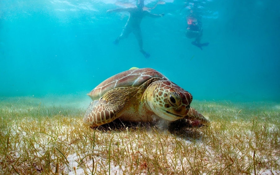 Riviera Maya Snorkelling with Turtles