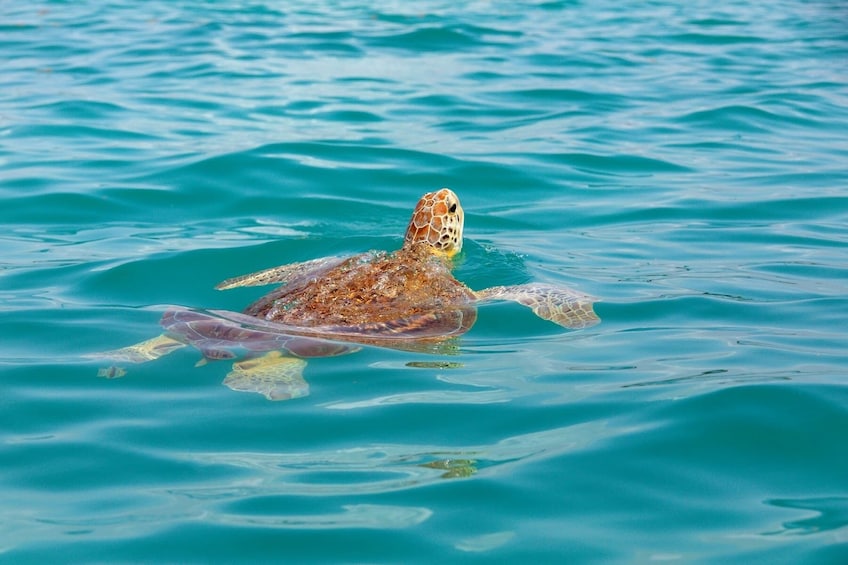 Riviera Maya Snorkelling with Turtles