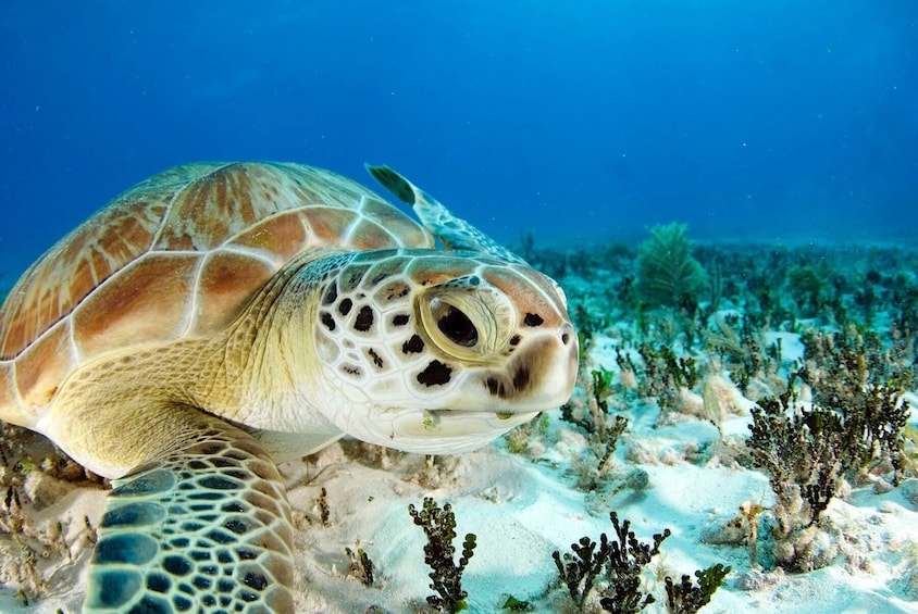 Riviera Maya Snorkelling with Turtles