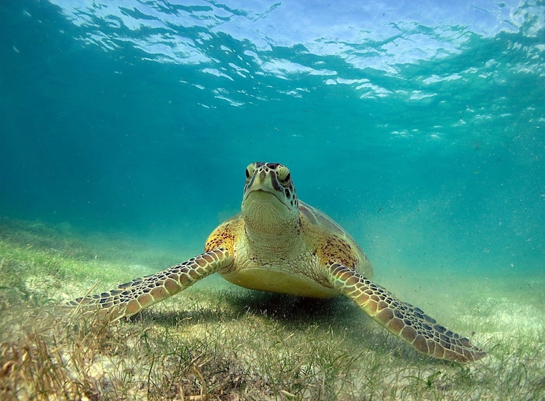 Riviera Maya snorkel with Turtles