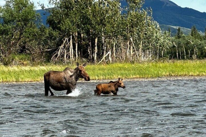 Denali Fat Truck Tours