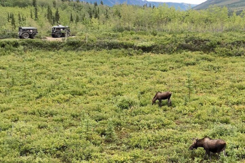 Denali Fat Truck Tours
