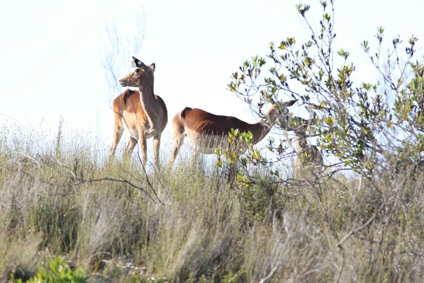 Picture 2 for Activity Hankey: Pabala Private Nature Reserve Game Drive with Snacks